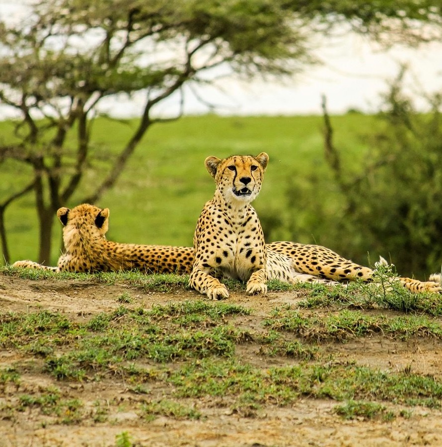 4 days  Mid-Range Safari in Tanzania