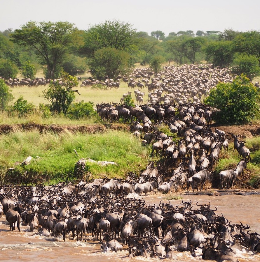 Great Wildlife Migration Safari in Serengeti