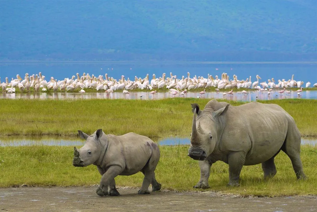 Safari in Tanzania