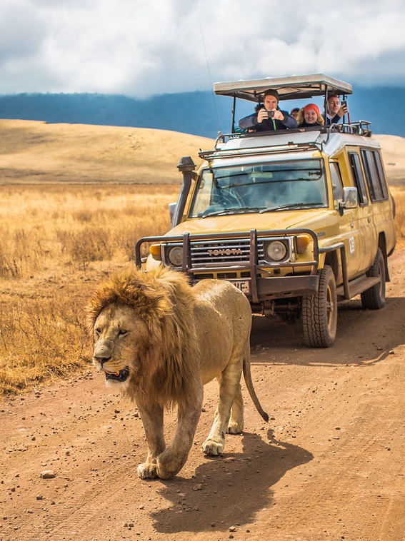 Tanzania Safari